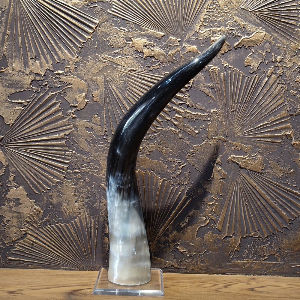 16 Long Natural Buffalo Horn Home Decor Item with Real Horns Showpieces for Decoration Best for Home Decor